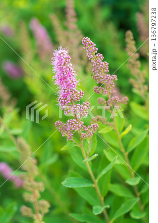 Spring background - close up of beautiful catnip flowers - with plenty of copy space 136797238
