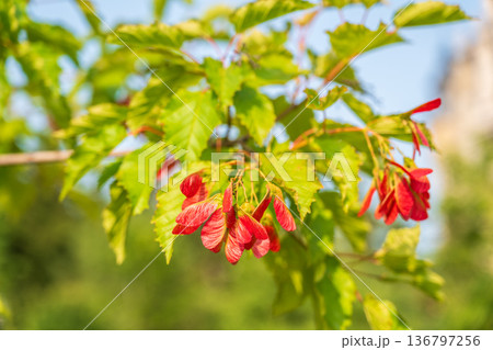A close-up of the reddish-pink ripening fruits of the Tatar maple. A close-up of the reddish-pink ripening fruits of the Tatar maple. 136797256
