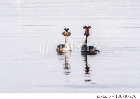 Mating games of two water birds Great Crested Grebes. Two waterfowl birds Great Crested Grebes swim in the lake with heart shaped silhouette Mating games of two water birds Great Crested Grebes. Two waterfowl birds Great Crested Grebes swim in the lake with heart shaped silhouette 136797270