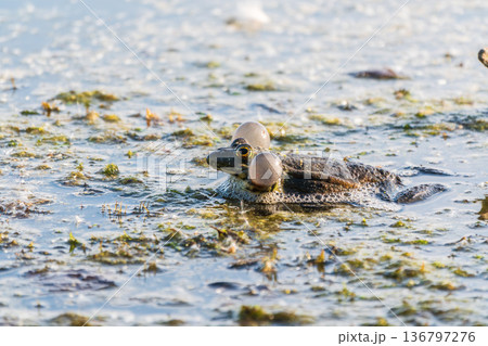 A large green frog sits in the marsh. 136797276