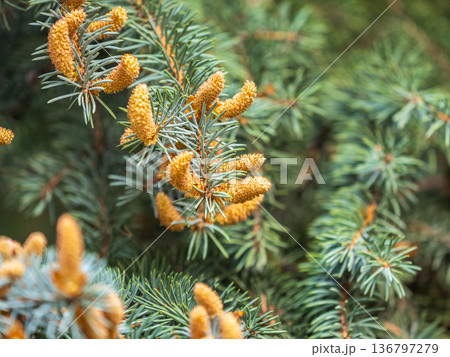 Closeup of fir branches with young buds. Spring nature concept. Fir branches with fresh shoots 136797279