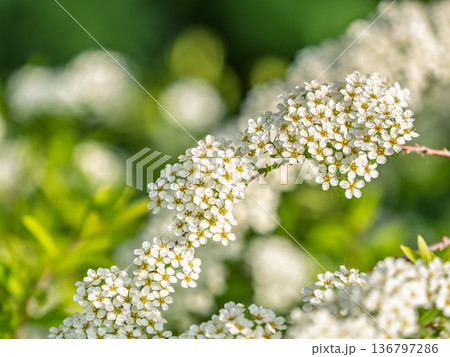 Beautiful white flowers Spirea aguta or Brides wreath. 136797286