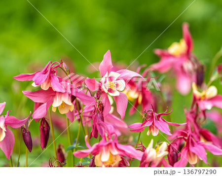 Beautiful native wild flower of western Canada. Aquilegia formosa, crimson columbine, western columbine, or red columbine. Close-up vibrant red and yellow color flower. Beautiful native wild flower of western Canada. Aquilegia formosa, crimson columbine, western columbine, or red columbine. Close-up vibrant red and yellow color flower. 136797290