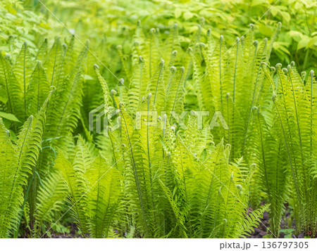 Natural green young ostrich fern or shuttlecock fern Natural green young ostrich fern or shuttlecock fern 136797305