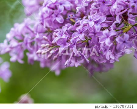 Pink Blooming Lilac Flowers in spring with blured background Pink Blooming Lilac Flowers in spring with blured background 136797311