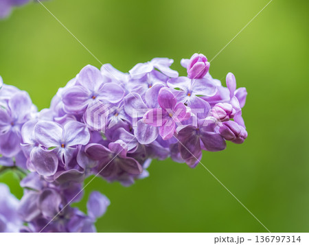 Pink Blooming Lilac Flowers in spring with blured background 136797314