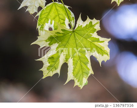 Green and white foliage of Norway Maple 'Drummondii' - Acer platanoides Variegata Green and white foliage of Norway Maple 'Drummondii' - Acer platanoides Variegata 136797316