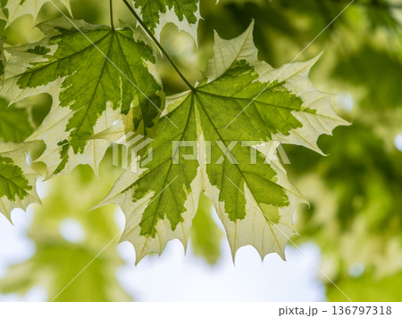 Green and white foliage of Norway Maple 'Drummondii' - Acer platanoides Variegata Green and white foliage of Norway Maple 'Drummondii' - Acer platanoides Variegata 136797318