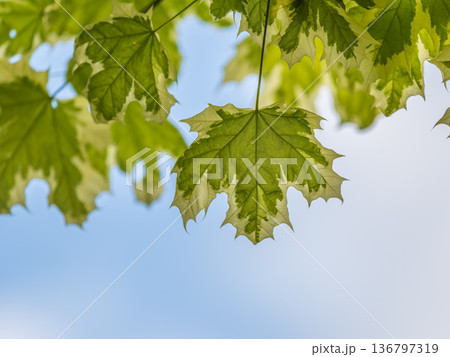 Green and white foliage of Norway Maple 'Drummondii' - Acer platanoides Variegata 136797319