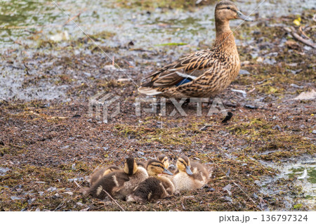 Adult duck with many ducklings sits on green shore of pond Adult duck with many ducklings sits on green shore of pond 136797324