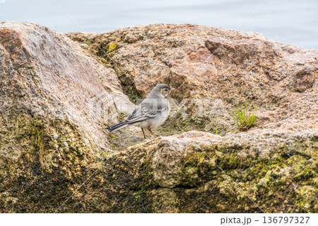 Young white wagtail, Motacilla alba, sitting on lake shore. Portrait of a young common songbird with long tail and black and white feather. Young white wagtail, Motacilla alba, sitting on lake shore. Portrait of a young common songbird with long tail and black and white feather. 136797327