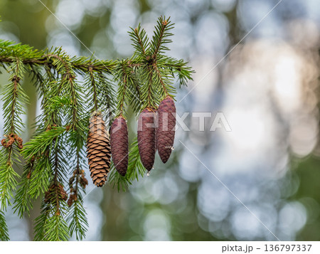 A young female cone of ordinary spruce, it is pink and its scales invitingly open in anticipation of pollen. Young cones of a Blue Spruce. A young female cone of ordinary spruce, it is pink and its scales invitingly open in anticipation of pollen. Young cones of a Blue Spruce. 136797337