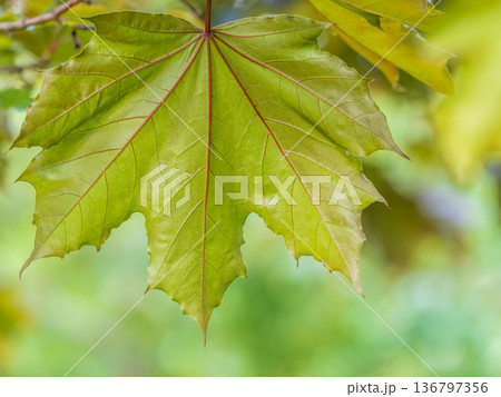 Spring branches of maple tree with fresh green leaves. Acer saccharinum, silver maple Spring branches of maple tree with fresh green leaves. Acer saccharinum, silver maple 136797356
