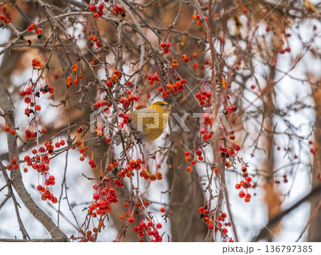Pine Grosbeak Female Eating Red Berries in Winter 136797385