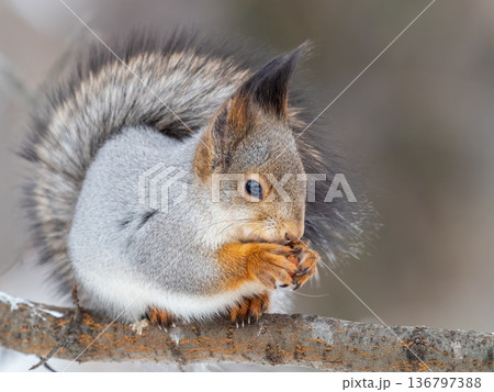 The squirrel with nut sits on tree in the winter or late autumn The squirrel with nut sits on tree in the winter or late autumn 136797388
