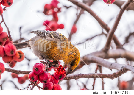 Pine Grosbeak Female Eating Red Berries in Winter 136797393