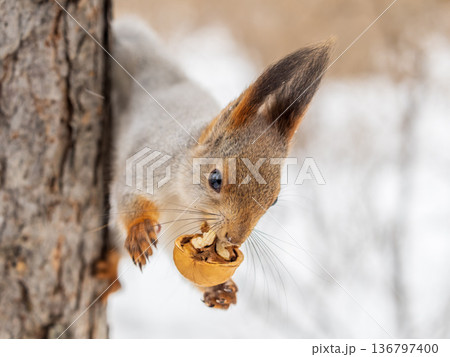 Portrait of a squirrel on a tree trunk Portrait of a squirrel on a tree trunk 136797400