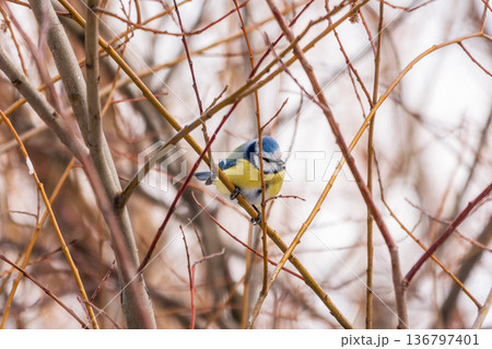 Cute bird, Eurasian blue tit, songbird sitting on a branch without leaves in the autumn or winter Cute bird, Eurasian blue tit, songbird sitting on a branch without leaves in the autumn or winter 136797401