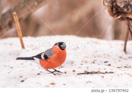 Bullfinch, pyrrhula pyrrhula, sitting on a branch without leaves in the autumn or winter. Bullfinch, pyrrhula pyrrhula, sitting on a branch without leaves in the autumn or winter. 136797402