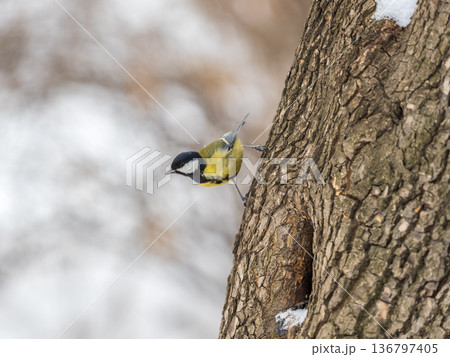 A tit is looking for food on a tree trunk. A tit is looking for food on a tree trunk. 136797405
