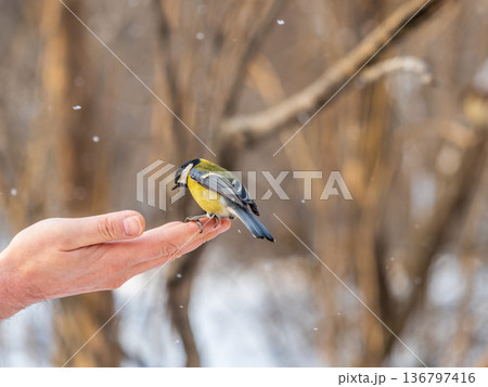 A tit sits on a man's hand and eats seeds. A tit sits on a man's hand and eats seeds. 136797416