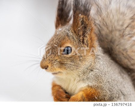 The squirrel sits on white snow 136797418