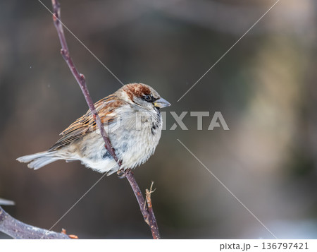 Sparrow sits on a branch without leaves. 136797421