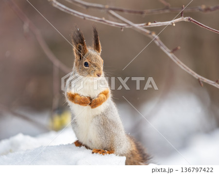The squirrel sits on white snow 136797422