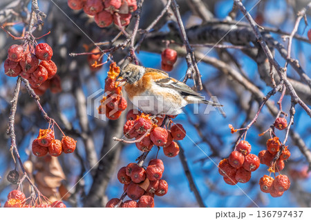 Brambling (Fringilla montifringilla) feeds on apples in winter. Brambling (Fringilla montifringilla) feeds on apples in winter. 136797437