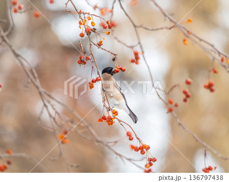 Bullfinch female sits on a branch and eats small red apples. The Eurasian or common bullfinch, pyrrhula pyrrhula Bullfinch female sits on a branch and eats small red apples. The Eurasian or common bullfinch, pyrrhula pyrrhula 136797438