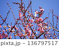 青空を背景にピンク色の梅の花 136797517