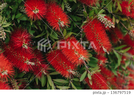 Amazing red flowers of the blooming Callistemon tree in a spring garden. 136797519