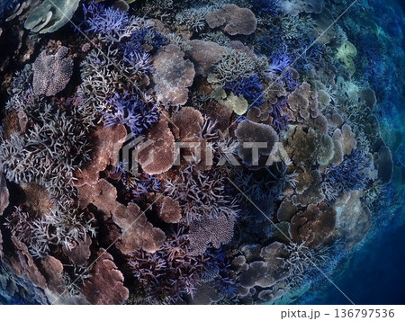 透明な熱帯の海に広がる健康な珊瑚礁 136797536