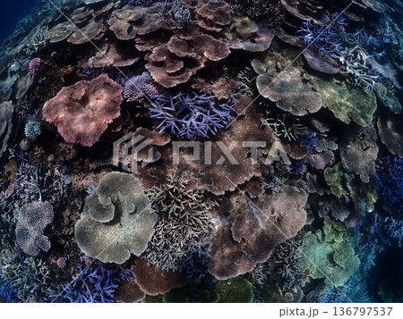 透明な熱帯の海に広がる健康な珊瑚礁 136797537