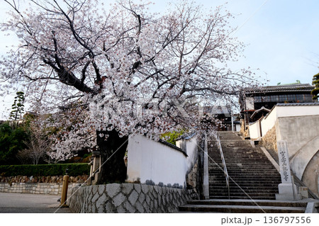 岡山県倉敷市_倉敷美観地区_観龍寺1_2025年3月 岡山県倉敷市_倉敷美観地区_観龍寺1_2025年3月 136797556