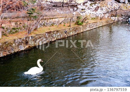 岡山県倉敷市_倉敷美観地区2_2025年3月 岡山県倉敷市_倉敷美観地区2_2025年3月 136797559