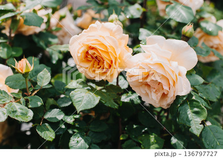 Beautiful peach pink Rose flowers in a spring garden after the rain. Beautiful peach pink Rose flowers in a spring garden after the rain. 136797727