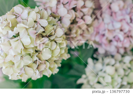 Amazing pink pastel Hydrangea flowers in a garden. 136797730