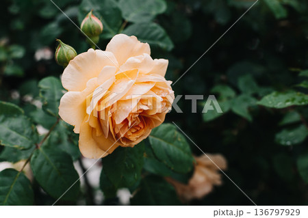 Beautiful peach pink Rose flowers in a spring garden after the rain. Beautiful peach pink Rose flowers in a spring garden after the rain. 136797929
