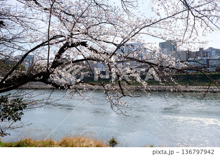 岡山県岡山市_岡山後楽園西側の桜と旭川1_2025年3月 岡山県岡山市_岡山後楽園西側の桜と旭川1_2025年3月 136797942