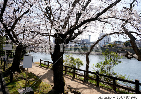 岡山県岡山市_岡山後楽園西側の桜並木6_2025年3月 岡山県岡山市_岡山後楽園西側の桜並木6_2025年3月 136797948