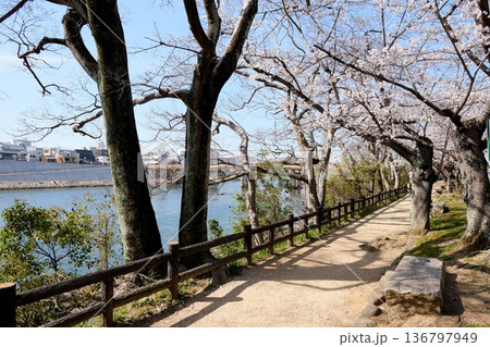 岡山県岡山市_岡山後楽園西側の桜並木7_2025年3月 岡山県岡山市_岡山後楽園西側の桜並木7_2025年3月 136797949