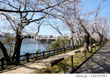 岡山県岡山市_岡山後楽園西側の桜並木2_2025年3月 136797951
