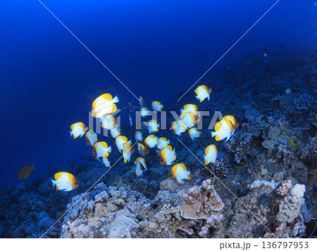 ハワイ・モロキニ島の透明な海を泳ぐカスミチョウチョウウオ リゾートダイビングイメージ ハワイ・モロキニ島の透明な海を泳ぐカスミチョウチョウウオ リゾートダイビングイメージ 136797953
