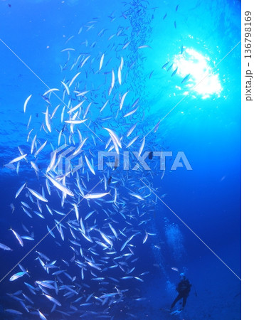 ハワイ・モロキニ島の透明な海 魚影とダイバー リゾートダイビングイメージ ハワイ・モロキニ島の透明な海 魚影とダイバー リゾートダイビングイメージ 136798169