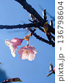 青空を背景にした桜の花 136798604
