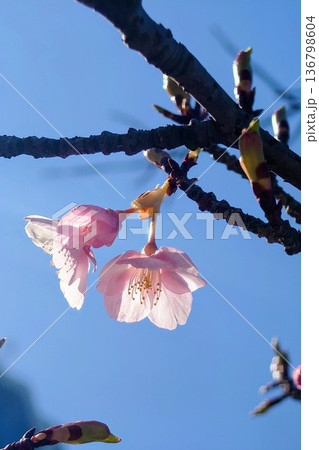 青空を背景にした桜の花 青空を背景にした桜の花 136798604