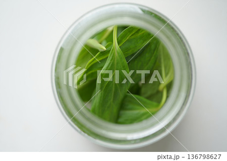 plant in plastic pot 136798627