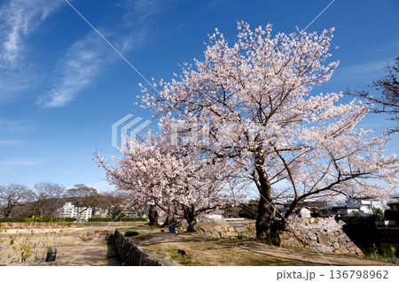 岡山県岡山市_岡山城の桜5_2025年3月 136798962