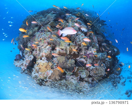 沖縄の海でシュノーケル、ダイビング 沖縄の海でシュノーケル、ダイビング 136798971